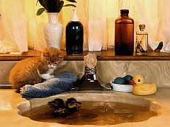 The Swimming Hole, Red Tabby and Duckling